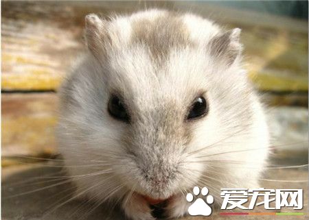 好严肃的样子，仓鼠～