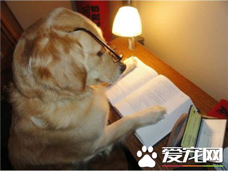 挑灯夜读啥的，阿汪也是会的