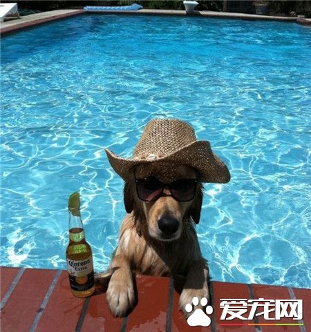 一只牛仔狗的夏季日常！