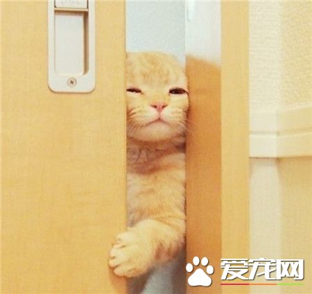 朕担心你掉进马桶里了，看着你拉！