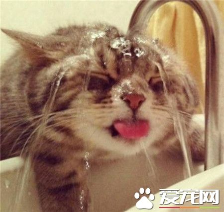 萌与睿智兼得的喵～喝水洗头两不误