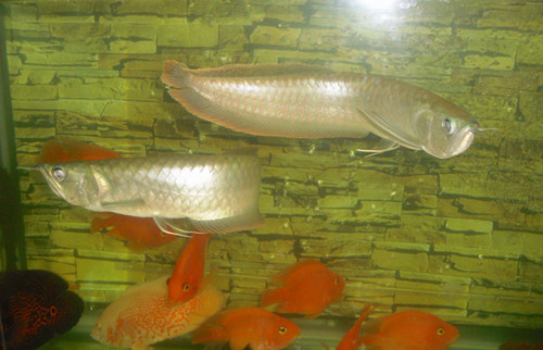 银龙鱼怎么换水 银龙鱼换水需要注意事项