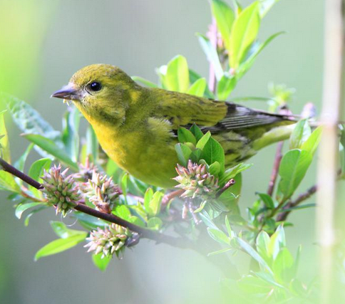 黄雀吃什么 可选择饲喂谷子苏子面食等等