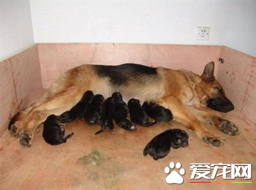 恩爱的德牧夫妻 却生出了一窝黑色的小德牧