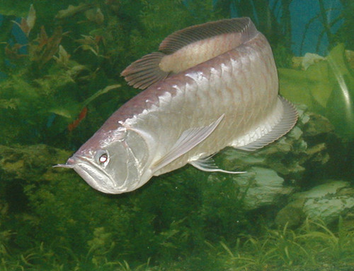 银龙鱼养几条好 和饲主出生的年月日有关