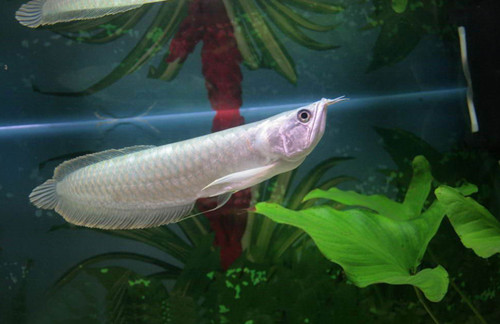 银龙鱼生病了怎么办 银龙鱼疾病分析