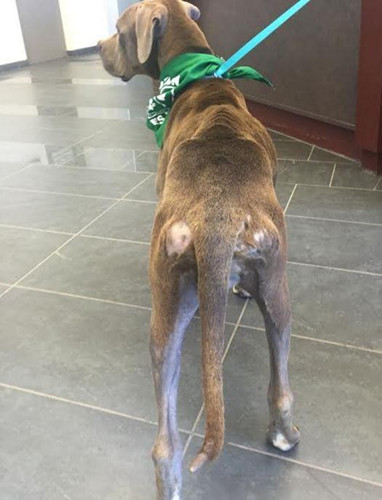 狗被绑在收容所外的电线杆上 最后饿昏过去