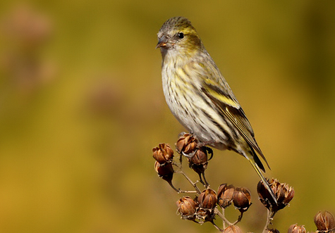 黄雀怎么训练 详解手玩黄雀的具体方法