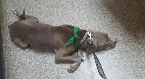 狗被绑在收容所外的电线杆上 最后饿昏过去