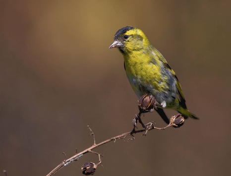 黄雀生活习性 黄雀是一种杂食性鸟类