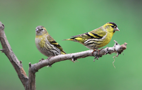 怎样挑选黄雀 第一印象不错的进行再次筛选