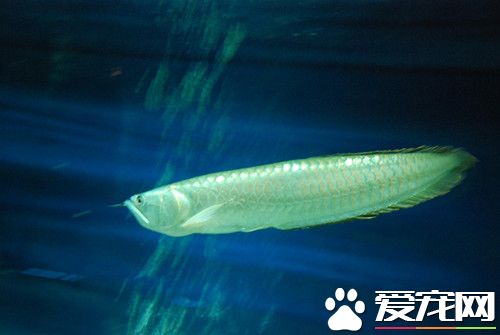 银龙鱼怎么挑 三个步骤教你如何挑选银龙鱼