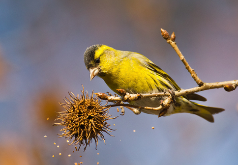 黄雀多少钱 一般从几元到几十元不等