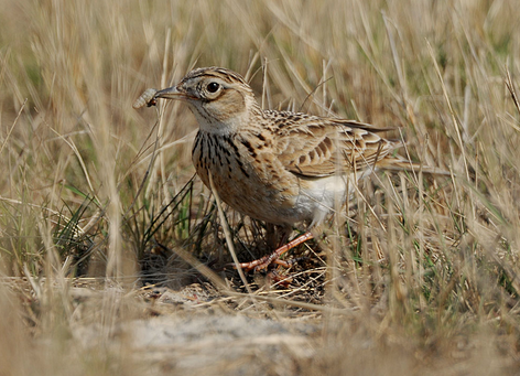 云雀鸟的饲养 养好云雀鸟请注意6个方面