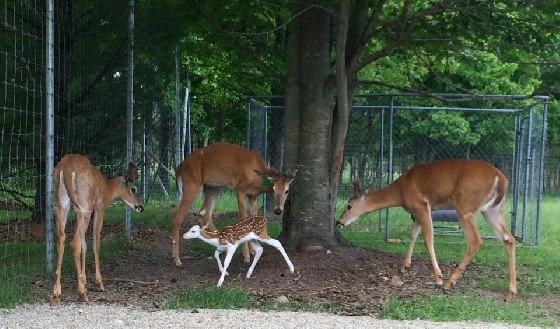 野生小鹿惨遭父母遗弃 农场大叔收养照顾