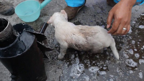 狗狗被困 男子看一直围观到最后才放心离开