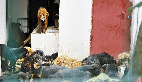 爱狗人士与狗贩僵持一夜 成功救下200多只狗