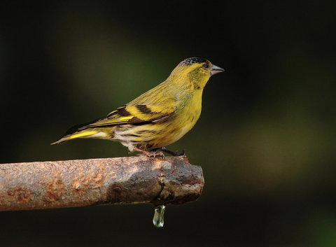 黄雀饲养方法 黄雀每年歌唱可长达8个月
