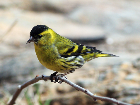 黄雀的寿命 黄雀的寿命是比较短的在5-11年