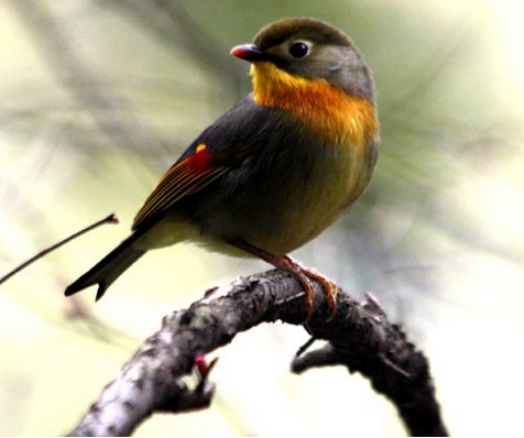 怎样养好黄雀 只要保证喂养的食水充足新鲜