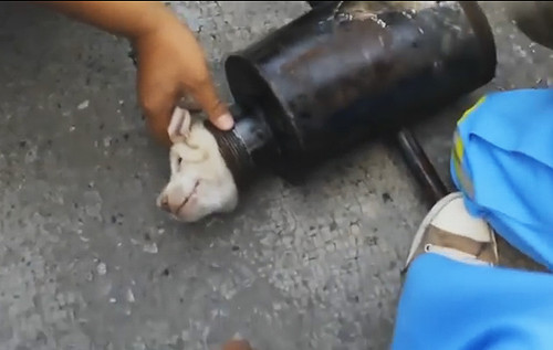 狗狗被困 男子看一直围观到最后才放心离开