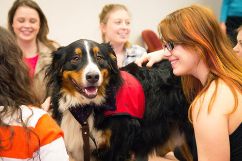 这所大学为纾缓学生压力 设置了这间小狗狗室