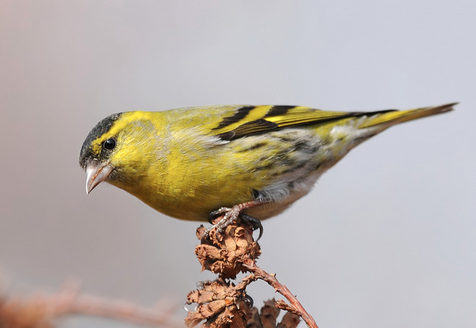黄雀如何饲养 以多种植物的果实和种子为食