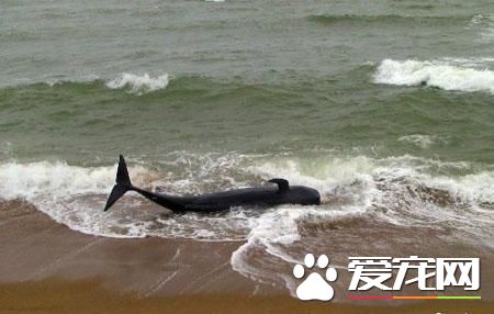 英国男童海滩遇搁浅小鲸鱼 帮助鲸鱼重返大海