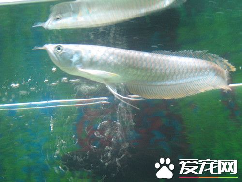 银龙鱼可以养几条 饲养银龙鱼的风水数