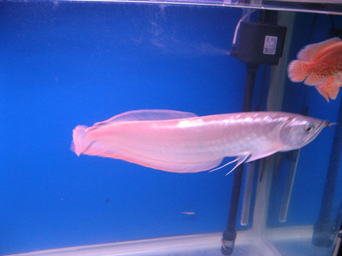 银龙鱼混养 新手混养银龙鱼需要注意事项