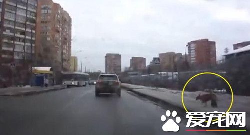街头发生的感人一幕 竟是为了只流浪小狗