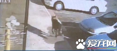 街头摄像头抓拍到英雄犬 狗狗拯救小主人