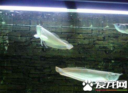 小银龙鱼吃什么 银龙鱼投喂需要注意事项