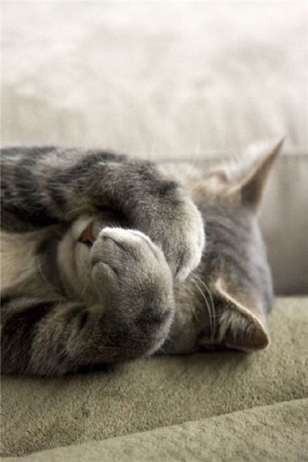 本宝宝有点不开心 (｡•́︿•̀｡)