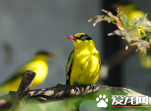 怎样饲养黄鹂鸟 注意4点轻松养好黄鹂鸟
