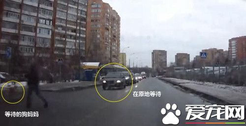 街头发生的感人一幕 竟是为了只流浪小狗