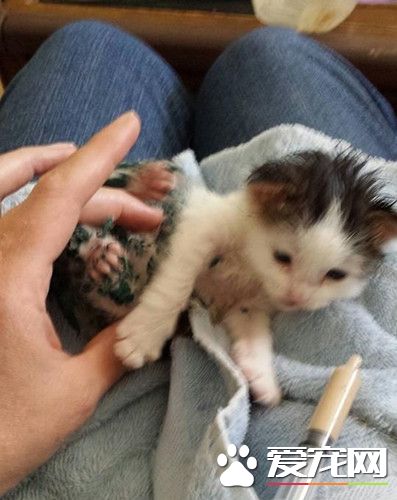 浑身淋满油漆的小猫在呼救 男子进垃圾箱救它