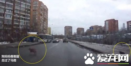 街头发生的感人一幕 竟是为了只流浪小狗