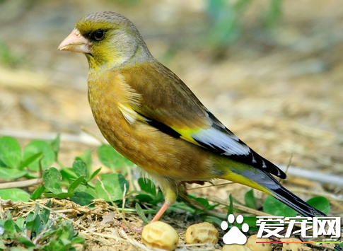 金翅雀如何喂养 只要食水充足笼子卫生搞好就行