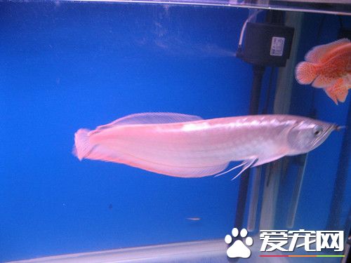 如何养银龙鱼 银龙鱼饲养需要注意的地方