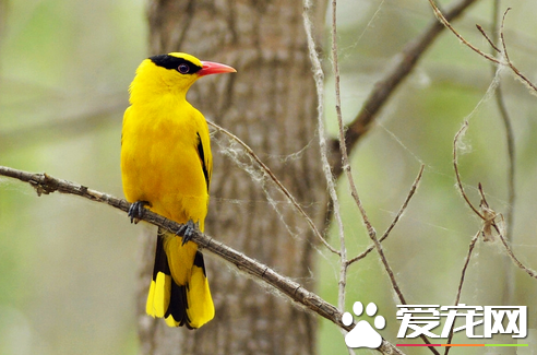 黄鹂吃什么 新捉来的鸟很难适应人工饲料