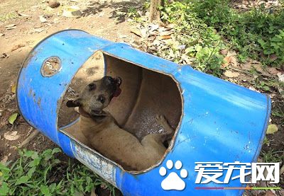 男子不小心闯入一林地 数百狗狗被锁在那