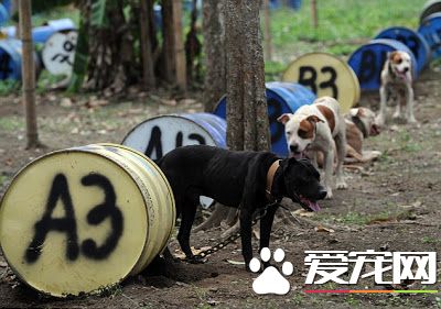 男子不小心闯入一林地 数百狗狗被锁在那