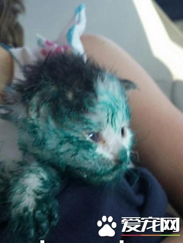 浑身淋满油漆的小猫在呼救 男子进垃圾箱救它