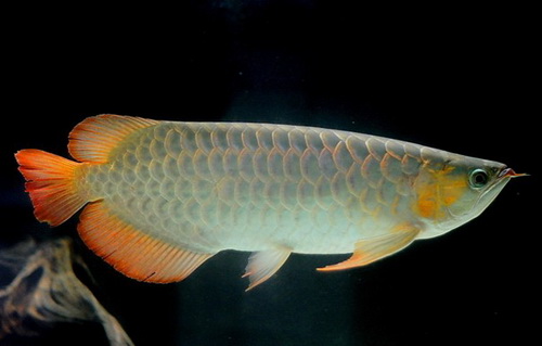 银龙鱼不吃东西 找到导致鱼儿不吃东西的原因