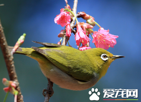 黄鹂鸟多少钱 一般在二十元至五十元不等