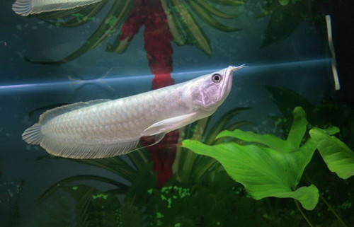 银龙鱼有什么风水 银龙鱼风水需要注意事项