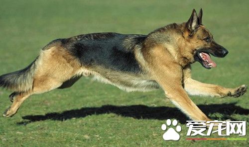 街头摄像头抓拍到英雄犬 狗狗拯救小主人