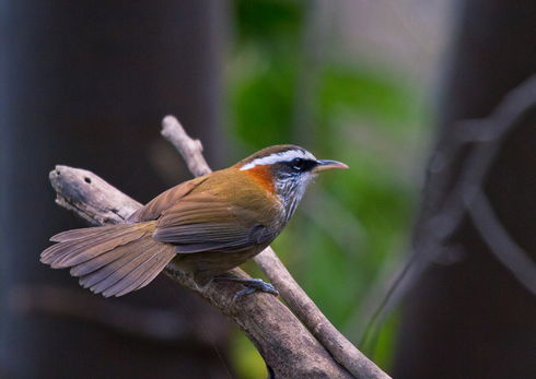 画眉鸟多少钱一只 以“叫鸟”和“斗鸟”为区分