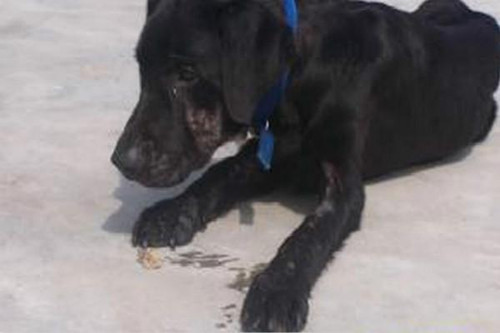 澳洲小伙捡了一只流浪狗 小狗为他赚了100万